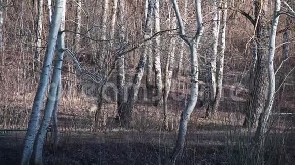 光秃秃的树在温暖的温特森林公园里摇曳视频的预览图