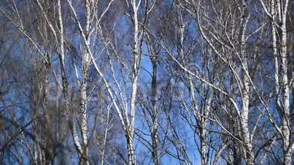 在蓝天背景下光秃秃的树在风中摇曳视频的预览图