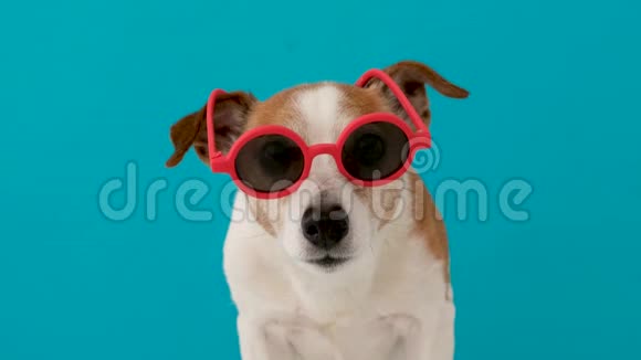 戴着红色太阳镜的狗看着摄像机视频的预览图