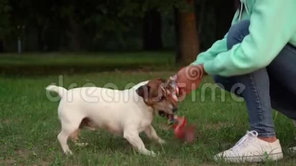 穿牛仔裤和帽衫的快乐狗主人玩动物视频的预览图