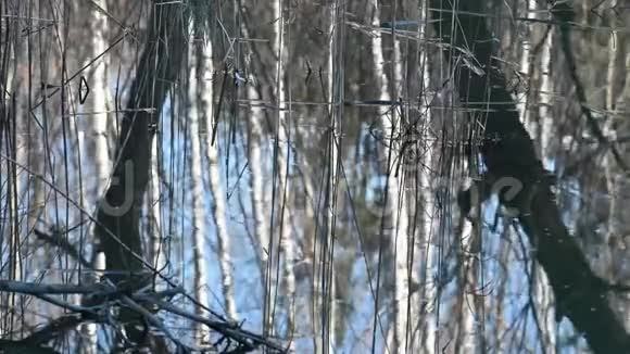 湖水上有芦苇和树木的倒影视频的预览图