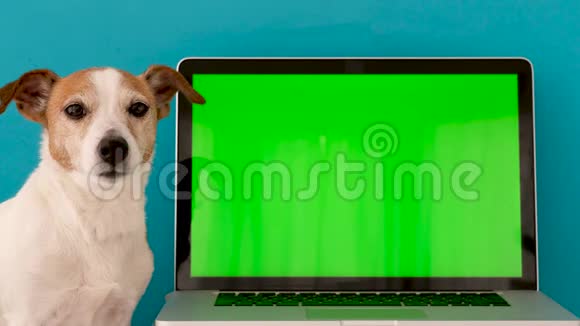 狗坐在笔记本电脑的绿色屏幕旁边视频的预览图