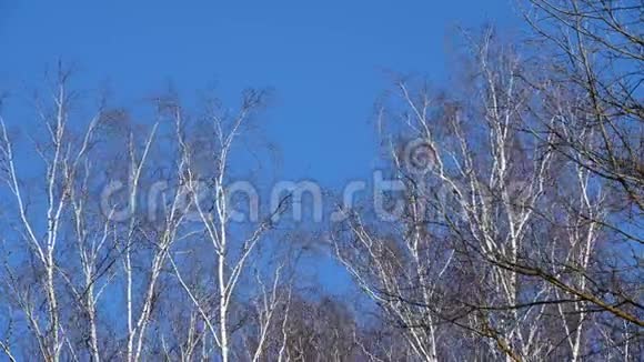 在蓝天背景下树梢在风中摇曳视频的预览图