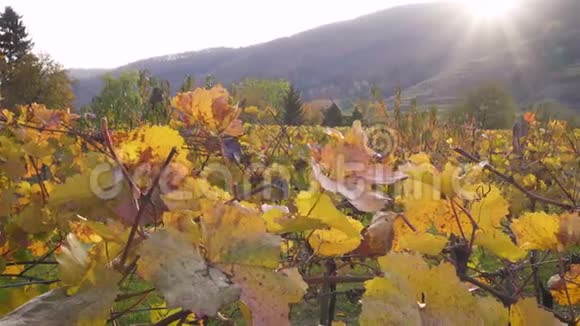 日落时秋天葡萄园的景色视频的预览图