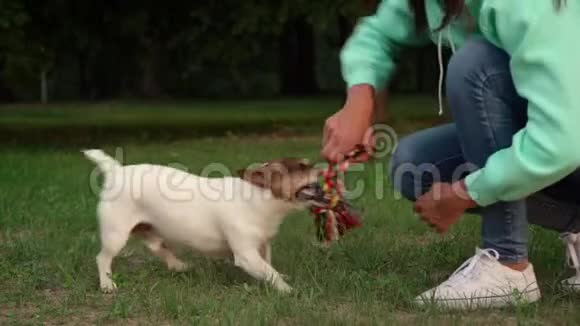 棕色脑袋的白狗带着玩具慢慢地跑开视频的预览图