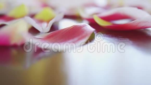 室内一张木桌上的浪漫的粉红色和黄色郁金香花瓣视频的预览图