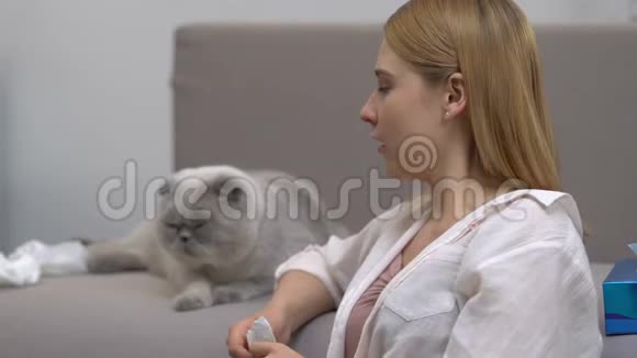 女孩打喷嚏对猫过敏低过敏的苏格兰褶皱品种视频的预览图