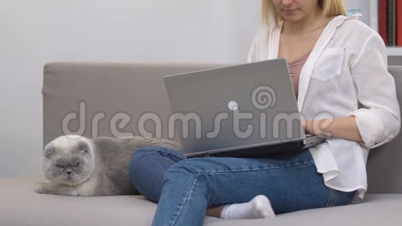坐在沙发上用笔记本电脑工作的女孩抚摸猫放松抗压力的小贴士视频的预览图
