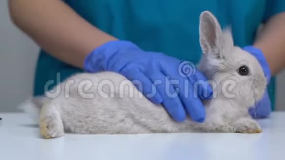湿手抚摸蓬松的兔子在健康检查前缓解压力特写视频的预览图