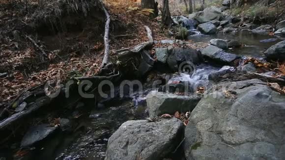 秋天森林里有条河堤视频的预览图