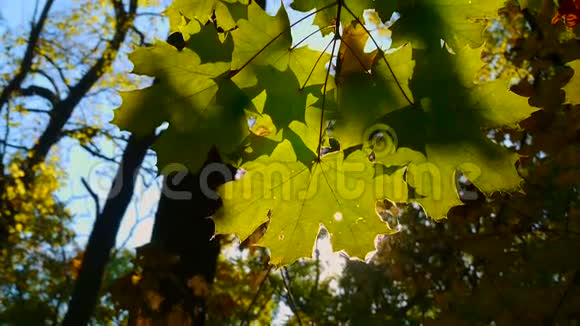 金色的秋日阳光照亮了田园诗般的落叶林视频的预览图