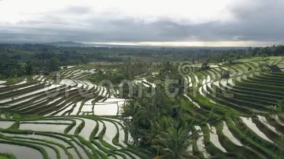 在巴厘的Jatiluwih稻场上空飞行视频的预览图