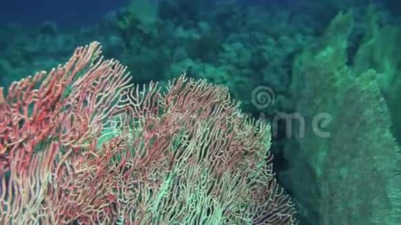 海扇安尼拉在红海水下喂食埃及视频的预览图