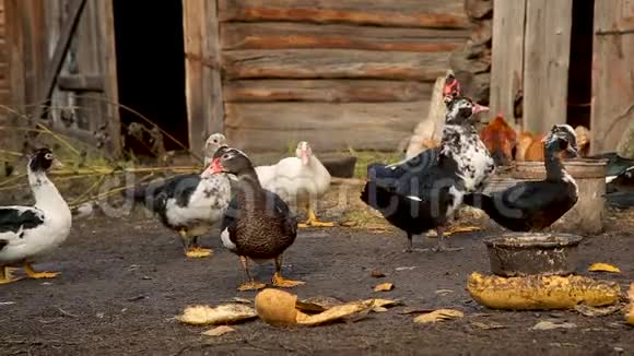 在农场吃鸭子和鸡视频的预览图