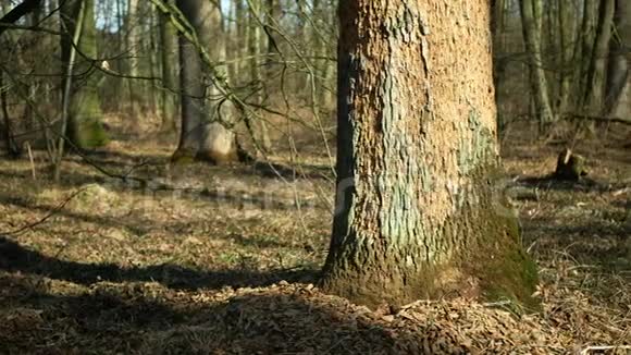 落叶橡树林干旱受到欧洲树皮甲虫虫害的侵袭视频的预览图