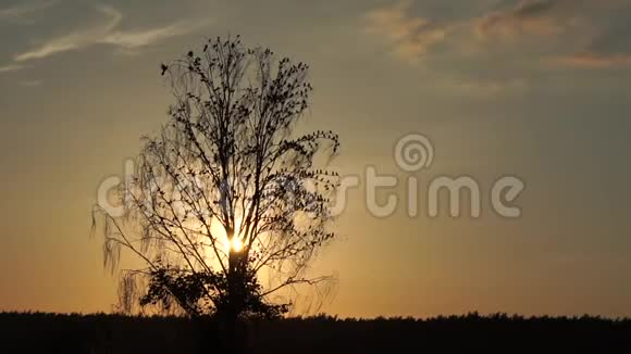 一棵孤独的树的轮廓矗立在日落时没有树叶上面有很多鸟视频的预览图