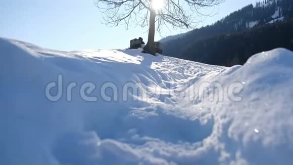 波夫在雪地上纵倾树的轮廓从树枝上反射出来视频的预览图