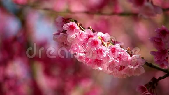 粉红色的樱花花樱花在风中摇曳视频的预览图
