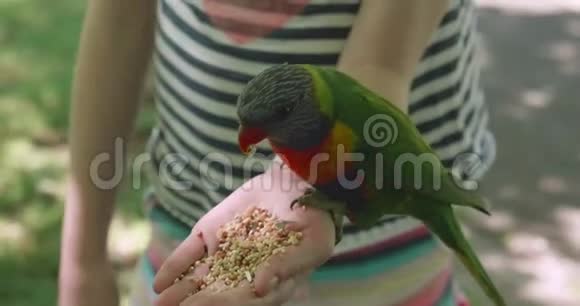 一只色彩鲜艳的彩虹龙眼一种原产于澳大利亚的鹦鹉从一个年轻女孩的手掌中吃鸟籽视频的预览图