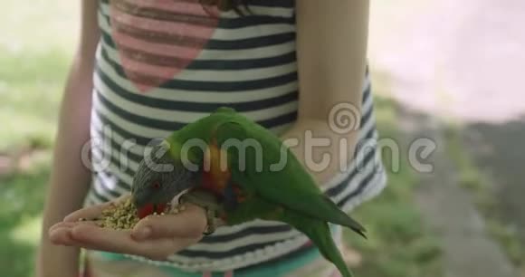 一只色彩鲜艳的彩虹龙眼一种原产于澳大利亚的鹦鹉从一个年轻女孩的手掌中吃鸟籽视频的预览图