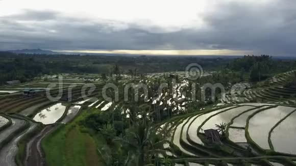 在巴厘的Jatiluwih稻场上空飞行视频的预览图