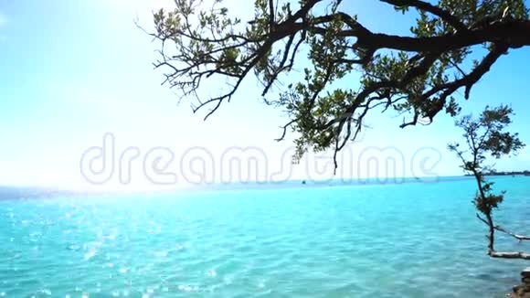 蓝天绿红树的海滨景色视频的预览图