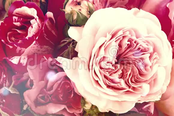 粉色浪漫的花爱情人节视频的预览图