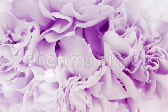 波克紫色浪漫的花爱情人节视频的预览图