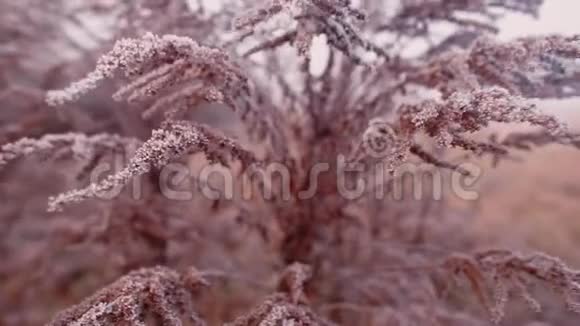 干秋植物在一个城市公园的第一个霜视频的预览图