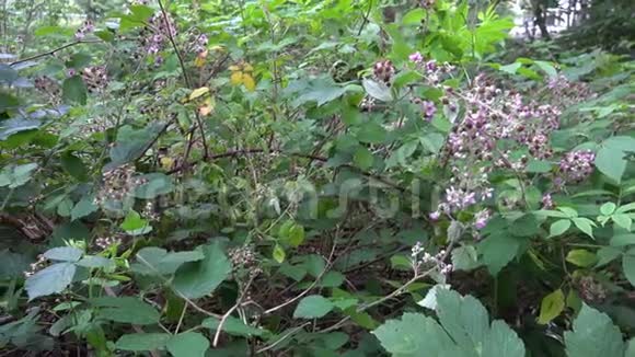 哈兹山脉的黑莓黑莓和覆盆子灌木丛夏季景观德国视频的预览图