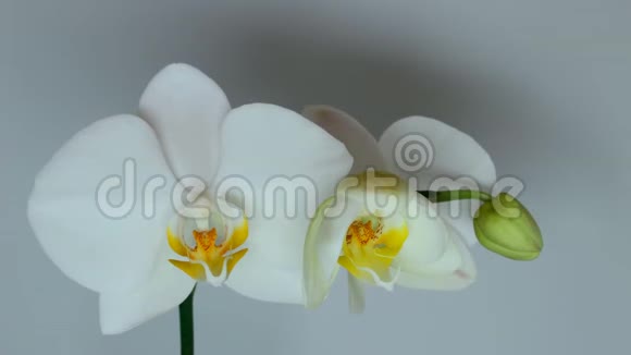 盛开的白色兰花视频的预览图