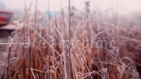 秋黄草中相机的平稳移动视频的预览图