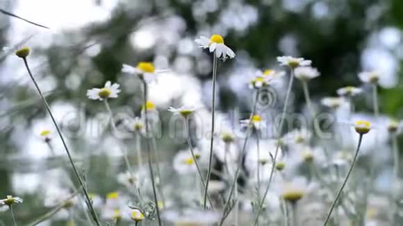 草地上的田野雏菊药房洋甘菊特写在暴风雨来临之前一片鲜花和草地在风中摇曳视频的预览图