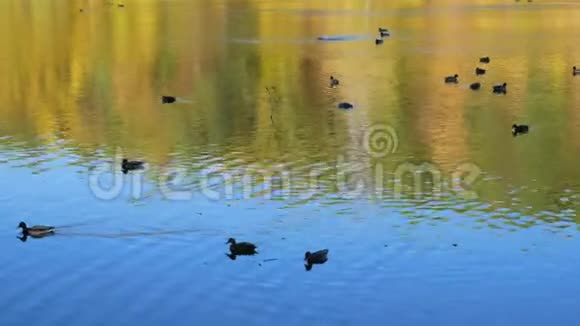 秋天湖上的鸭子视频的预览图