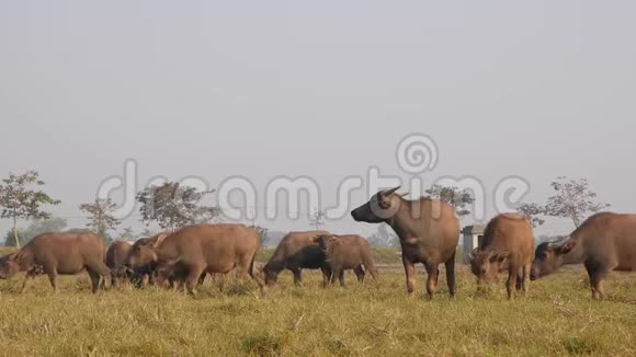 日出时成群的奶牛在草地上放牧夏日视频的预览图