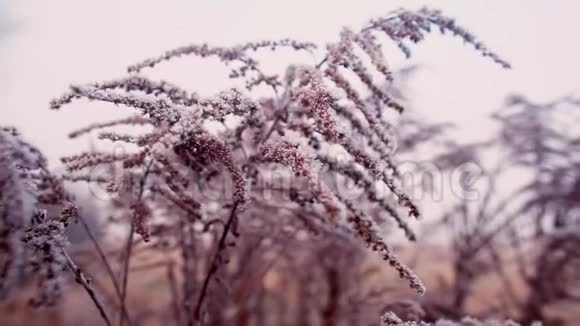 秋植于雪中初霜视频的预览图