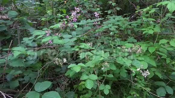 哈兹山脉的黑莓黑莓和覆盆子灌木丛夏季景观德国视频的预览图