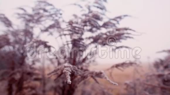 第一次霜冻时相机在植物附近的平稳移动视频的预览图
