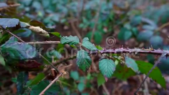 热带树干上有刺的野生带刺植物视频的预览图