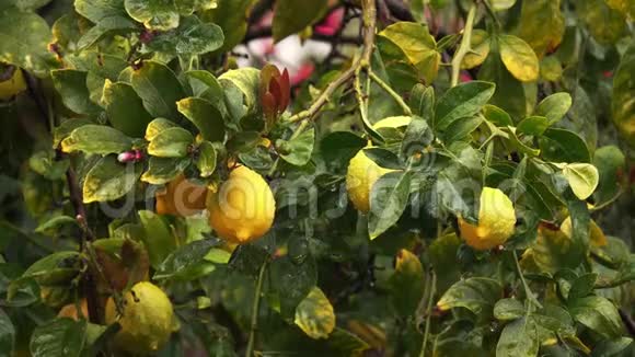 雨中树上的黄色柠檬视频的预览图