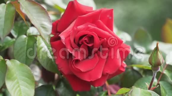 玫瑰园里盛开着美丽的粉红色玫瑰视频的预览图
