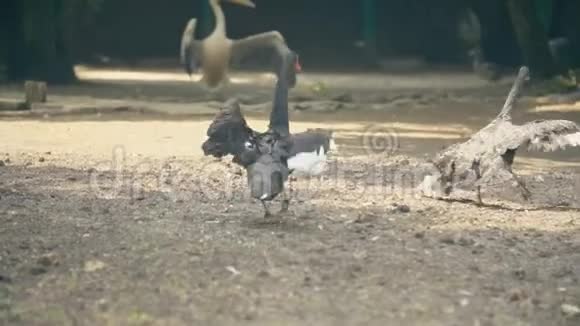 两只黑天鹅拍打翅膀视频的预览图