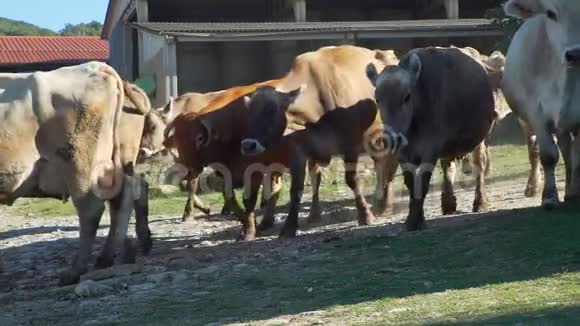 一群牛在农场里走来走去视频的预览图