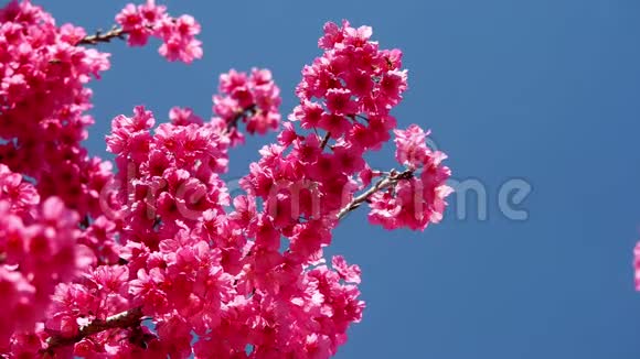 粉红色的樱花花樱花在风中摇曳视频的预览图