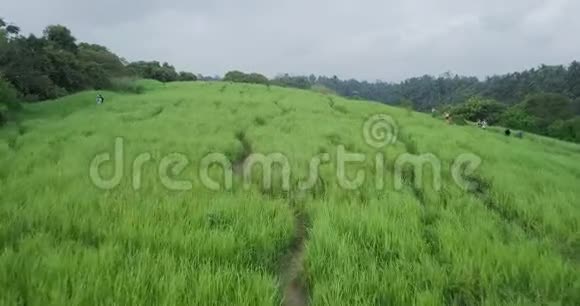 山顶上的绿色稻田视频的预览图