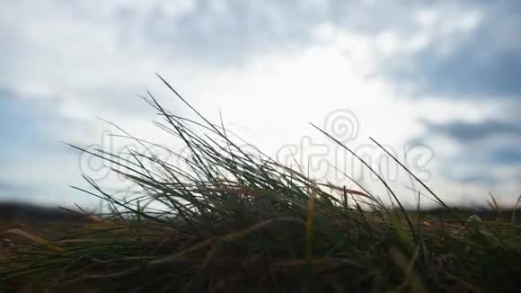 风中小草的特写逆天视频的预览图