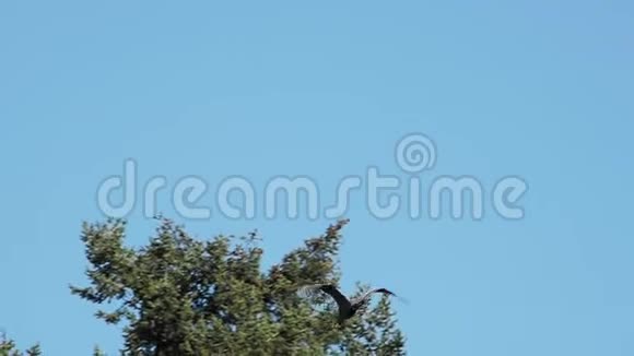 大蓝鹭带着树枝来到巢里视频的预览图