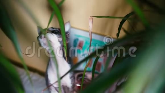 一只德文雷克斯猫嗅着家中的植物的特写镜头视频的预览图