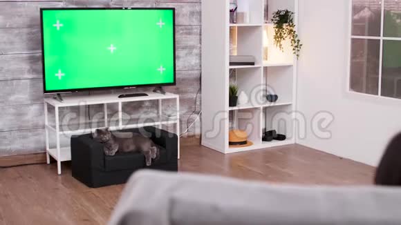 美丽的猫躺在电视机前屏幕是绿色的视频的预览图