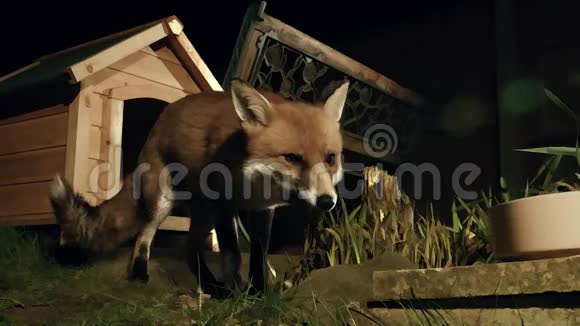 小狐狸从盘子里吃东西动画录像视频的预览图